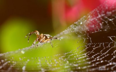 Resiliency Lessons Learned from a Spider