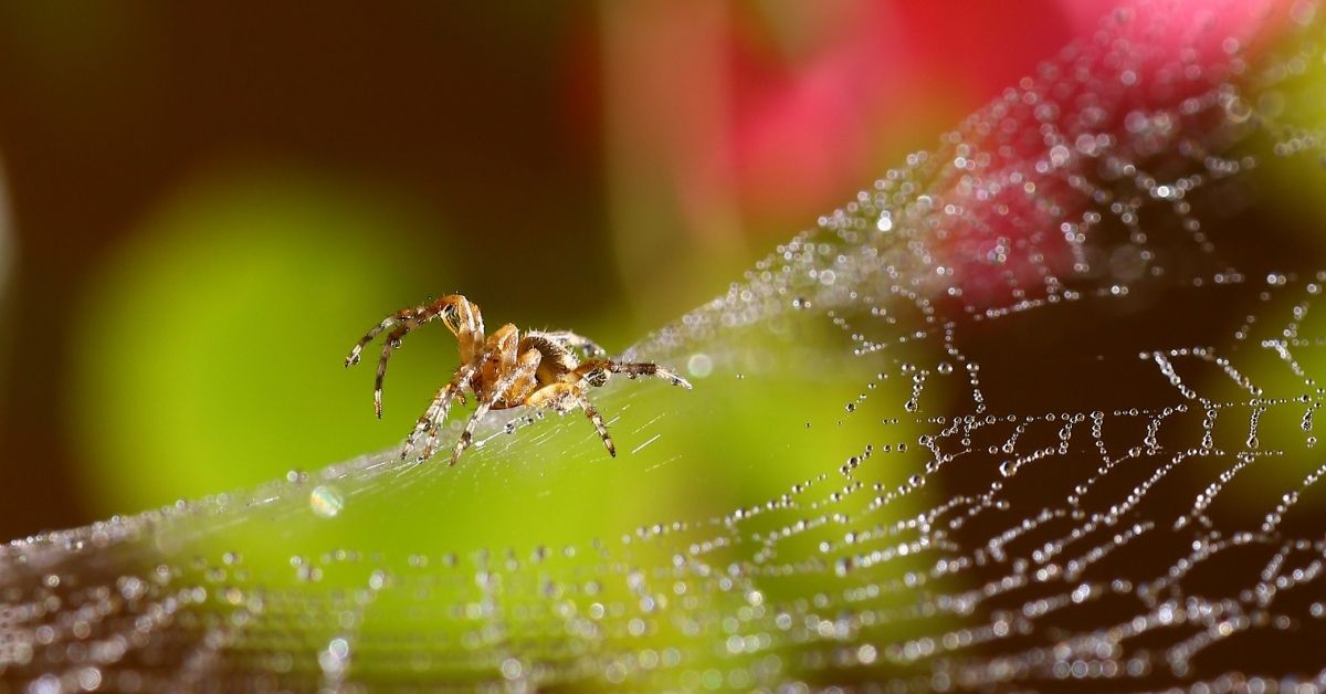 Resiliency Lessons Learned from a Spider